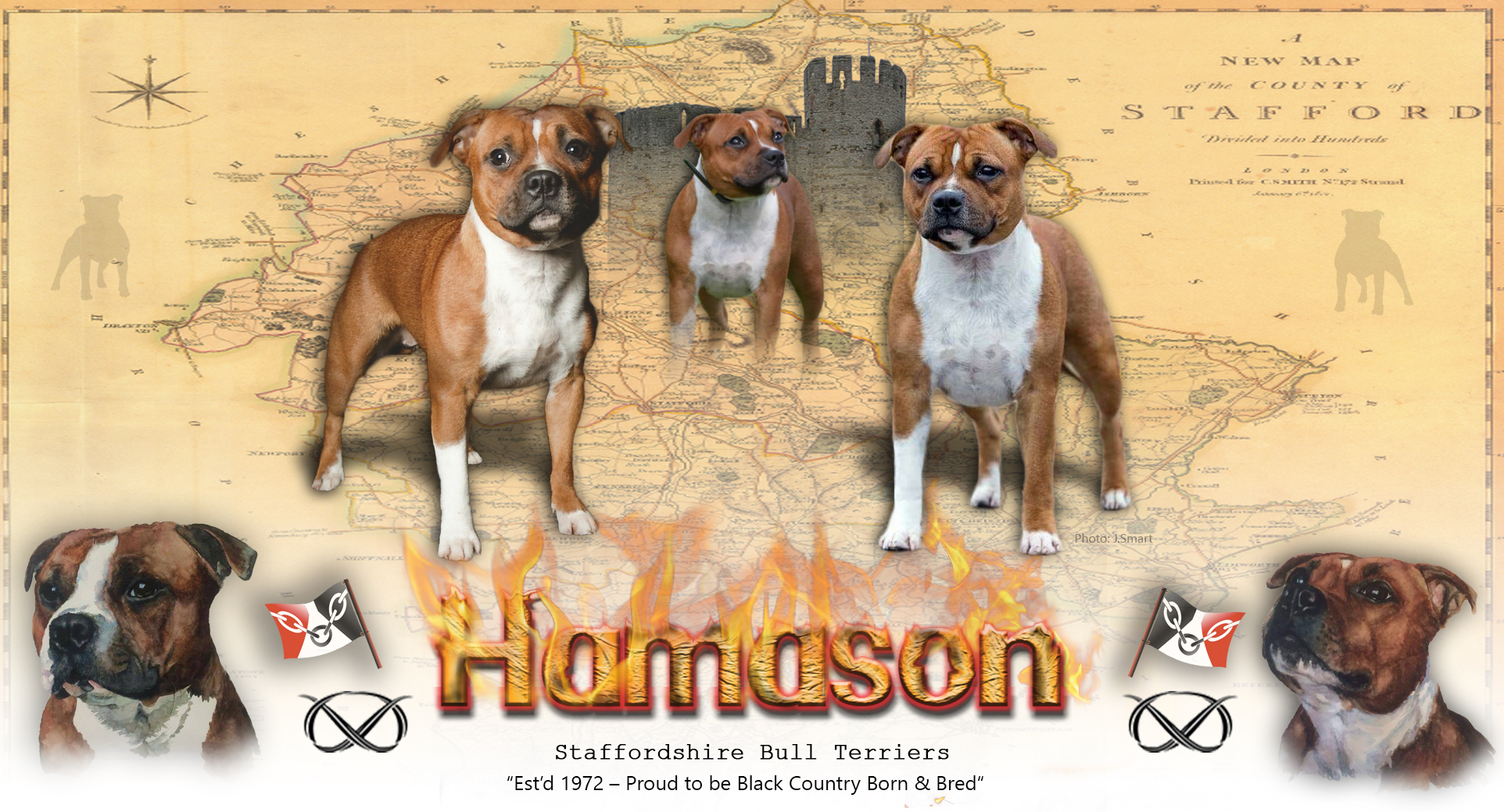 Click To Enter Hamaso Staffordshire Bull Terriers