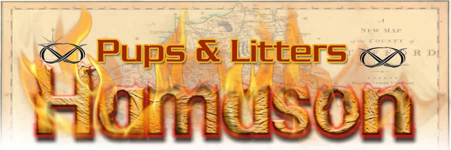 Hamason Staffords News