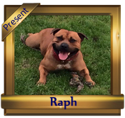 Hamason Red Reverance