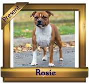 Studstaff Sugar And Spice Of Hamason