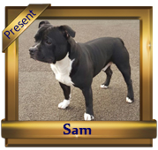 Barielle Black Buccaneer Of Hamason