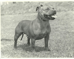 Champion Hamason Red Radiance (Biddy)

