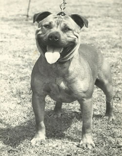 Champion Hamason Red Rambler (Simba)
