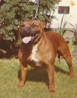 Champion Red Rapture of Hamason (Smokey)
