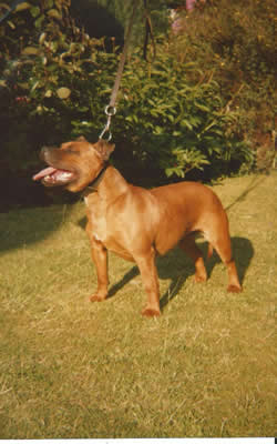 Hamason Red Rosita (Sheena)
