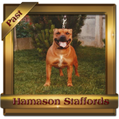 Belgium-CHAMPION-Red-Ruby-of-Hamason