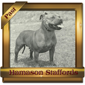 Ch Hamason Red Radiance