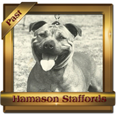 Ch Hamason Red Rambler