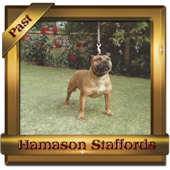 Ch Hamason Red Reknown