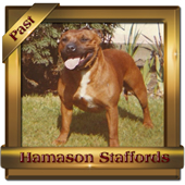 CHAMPION-Red-Rapture-of-Hamason