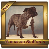 Can Ch Hamason Sure Surprise