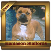 Red Rosina of Hamason 